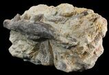 Dimetrodon Jaw Section With Teeth - Texas #42965-3